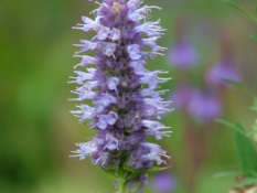 Agastache phoeniculum Dropplant, Anijsplant bestellen